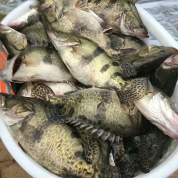 桂花鱼苗鳜鱼苗翘嘴鳜鱼苗肉食性淡水鱼苗桂鱼苗贵鱼苗养殖场