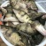 桂花鱼苗鳜鱼苗翘嘴鳜鱼苗肉食性淡水鱼苗桂鱼苗贵鱼苗养殖场