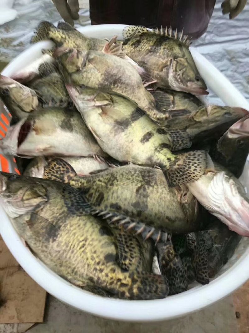 桂花鱼苗鳜鱼苗翘嘴鳜鱼苗肉食性淡水鱼苗桂鱼苗贵鱼苗养殖场