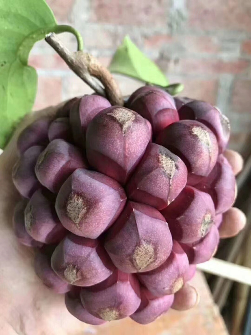 黑老虎布福娜树苗（高品质）（高产量）