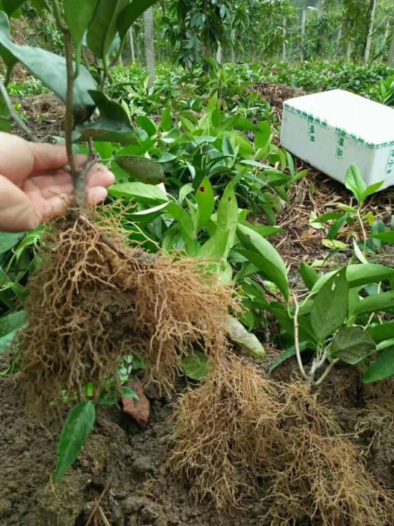 黑老虎布福娜树苗（高品质）（高产量）