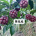 黑老虎布福娜树苗（高品质）（高产量）
