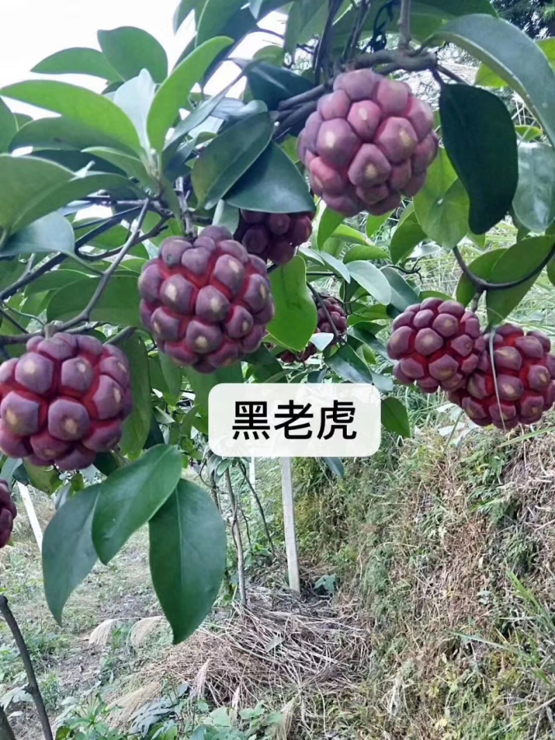 黑老虎布福娜树苗（高品质）（高产量）