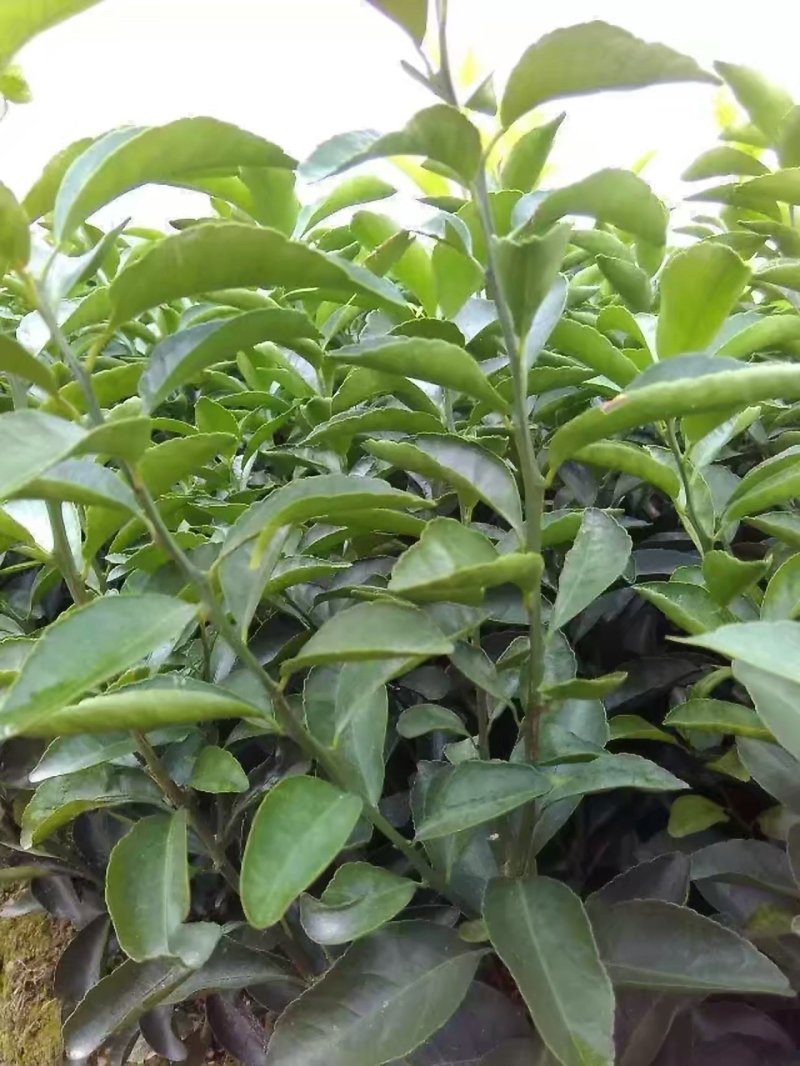 优质沃柑苗，优质苗木，高产，稳产