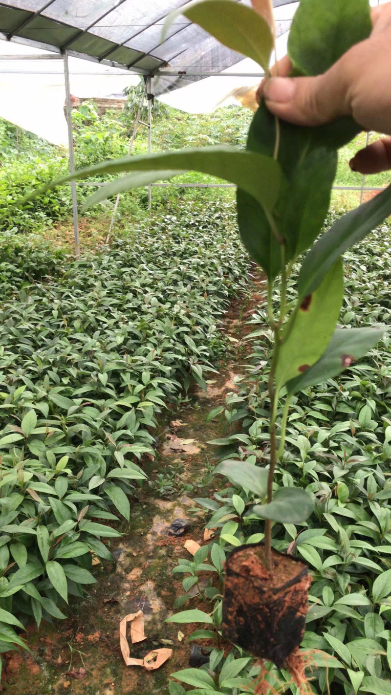 黑老虎布福娜树苗（高品质）（高产量）