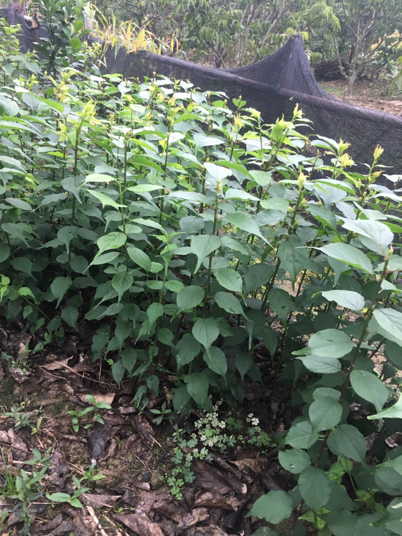 酸梅树苗