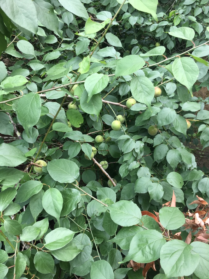 酸梅树苗