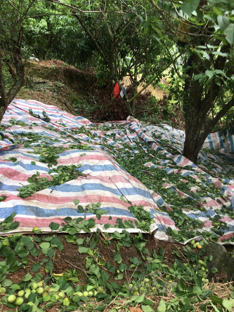 酸梅树苗