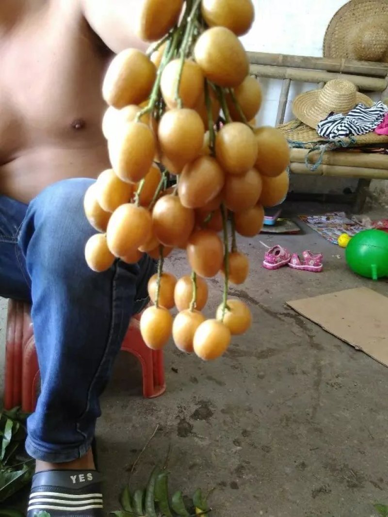 无核黄皮苗50~80cm，优质苗木，高产，稳产