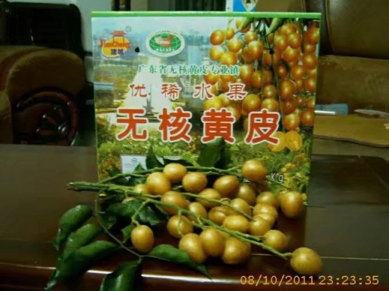 无核黄皮苗50~80cm，优质苗木，高产，稳产