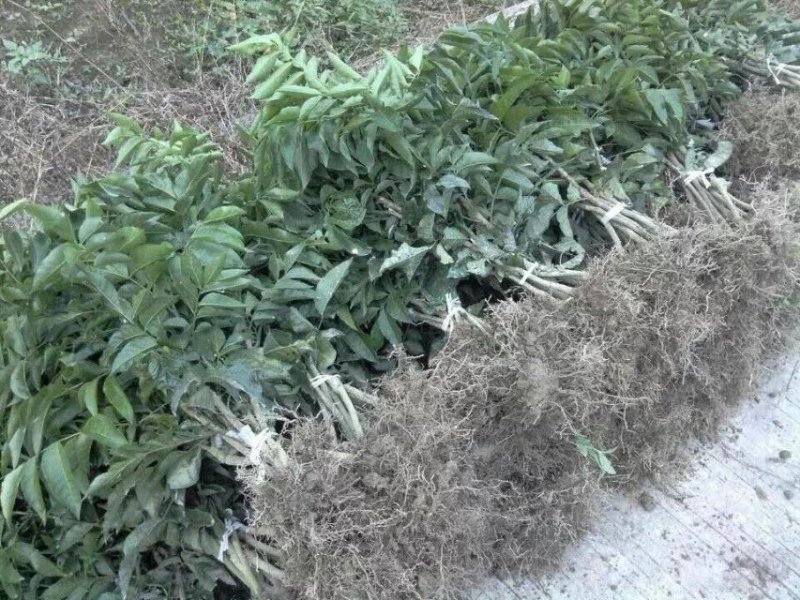无核黄皮苗50~80cm，优质苗木，高产，稳产