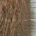 泡桐6~8cm4~6cm4米以上