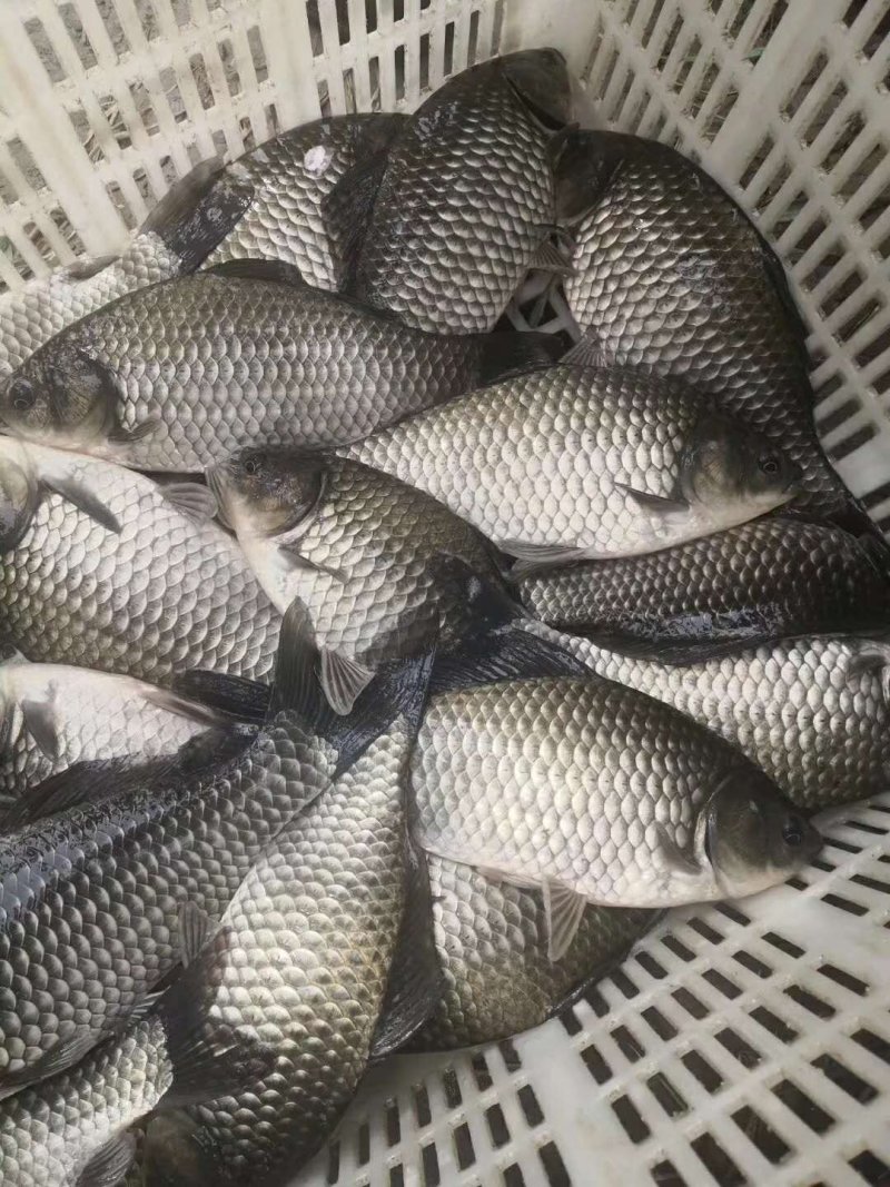 鲫鱼成品鲫鱼送货上门〕规格多选（品质保障）