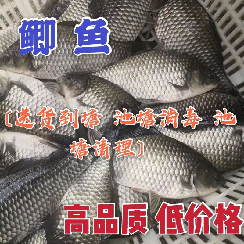 鲫鱼成品鲫鱼送货上门〕规格多选（品质保障）