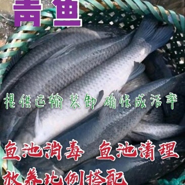 青鱼〔螺丝青苗，草青苗〕送货上门〈池塘消毒池塘清理〉