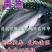 青鱼〔螺丝青苗，草青苗〕送货上门〈池塘消毒池塘清理〉