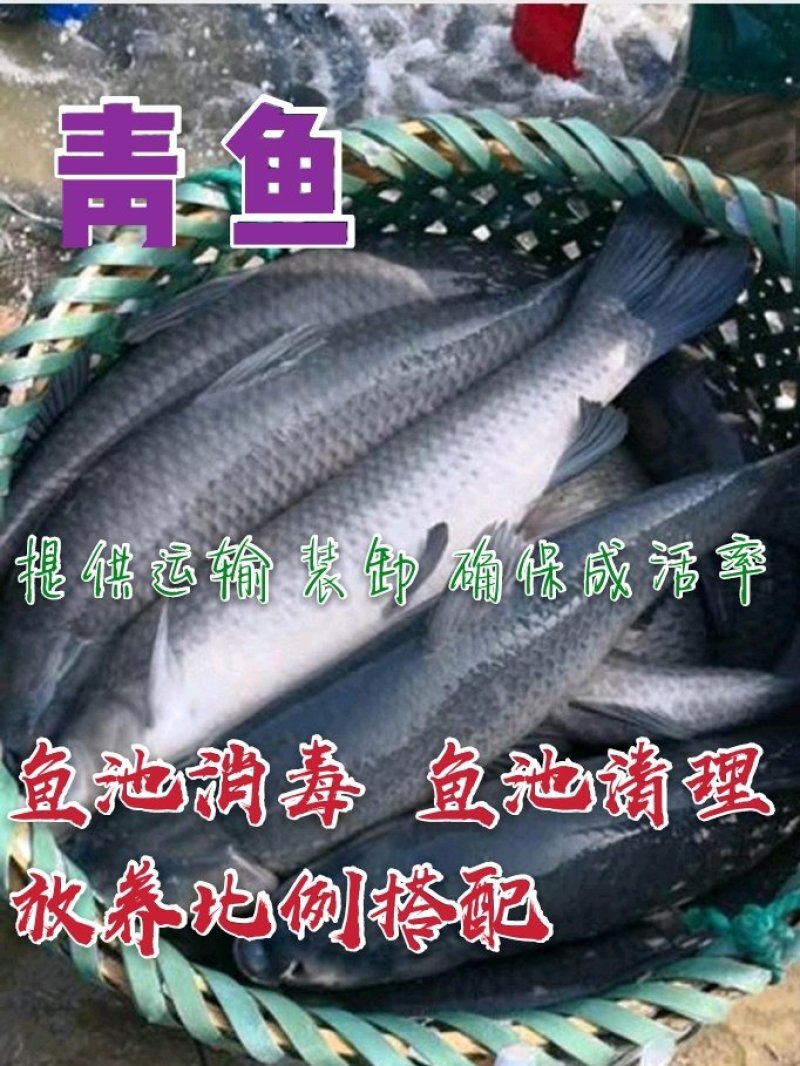 青鱼〔螺丝青苗，草青苗〕送货上门〈池塘消毒池塘清理〉