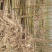 泡桐12~14cm8~10cm4米以上