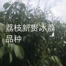 荔枝新品种嫁接枝条供应