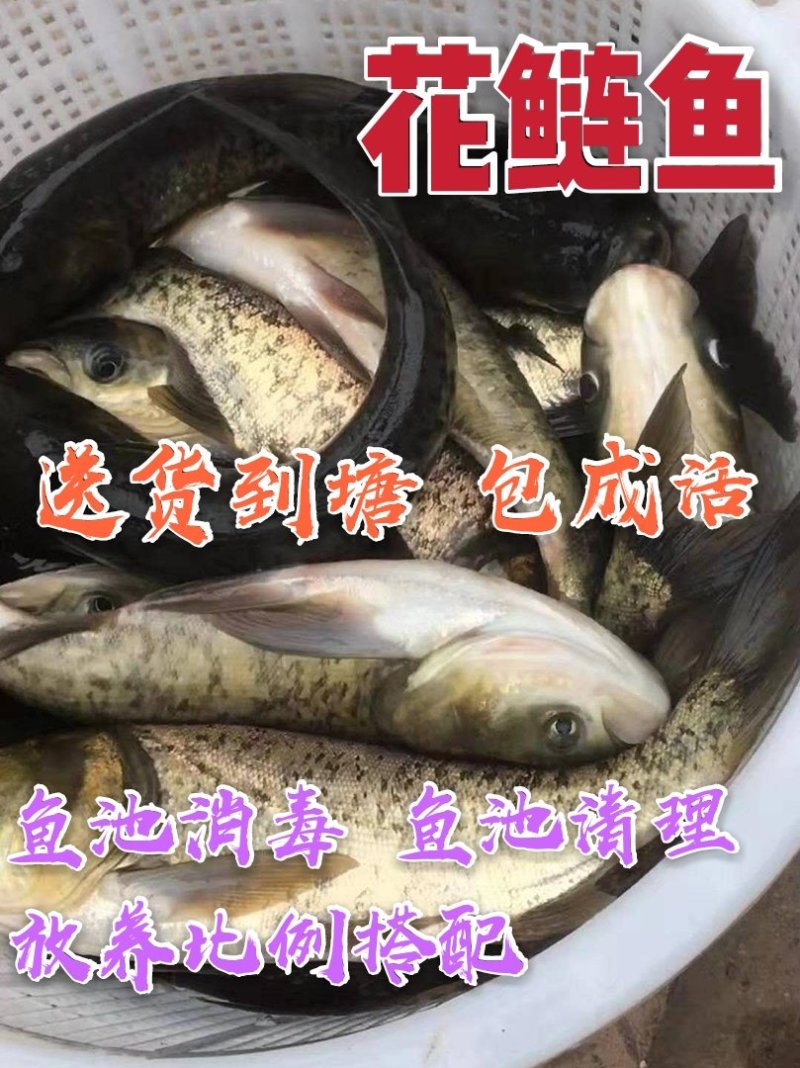【包成活】花鲢鱼〔苗〕规格齐全〔送货到塘〕提供技术