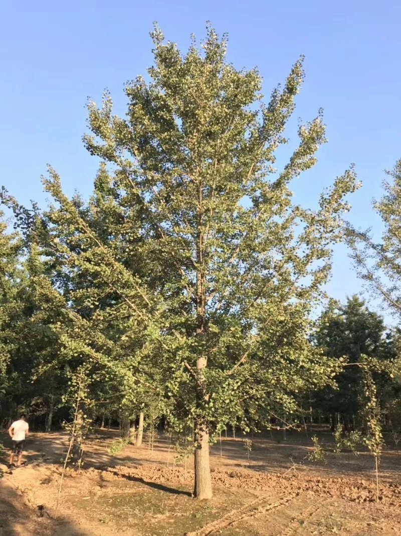 银杏树，实生树，嫁接树，当年苗至五十公分