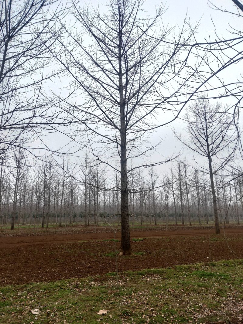 银杏树，实生树，嫁接树，当年苗至五十公分