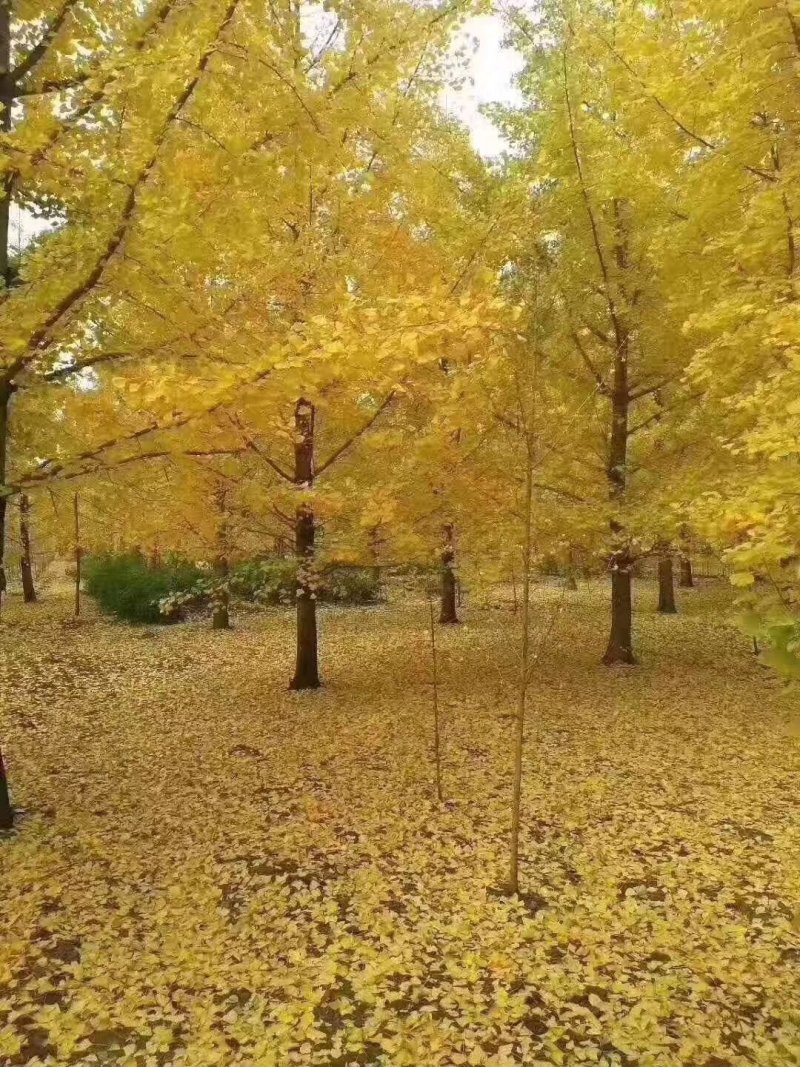 银杏树，实生树，嫁接树，当年苗至五十公分