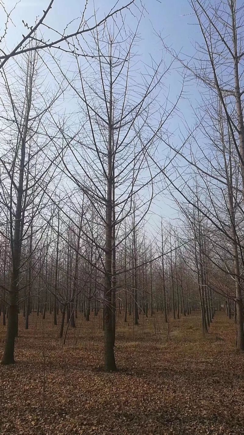 银杏树，实生树，嫁接树，当年苗至五十公分