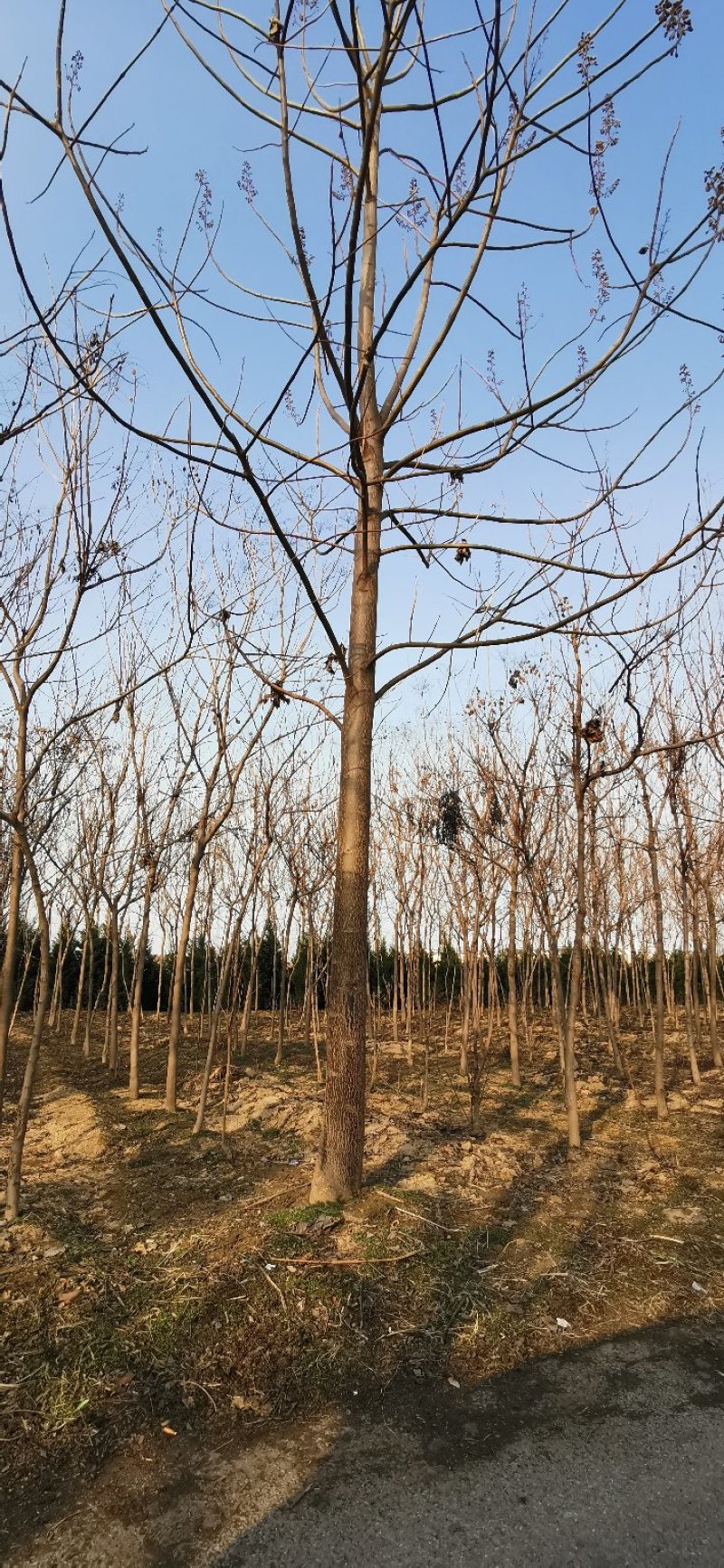 泡桐6~8cm4~6cm4米以上