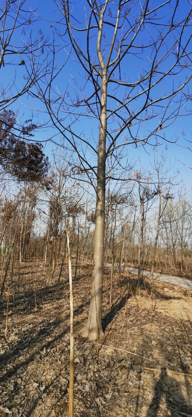 泡桐6~8cm4~6cm4米以上