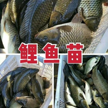 【包成活】鲤鱼〔苗〕提供技术送货上门【全国均有分部】