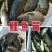 【包成活】鲤鱼〔苗〕提供技术送货上门【全国均有分部】