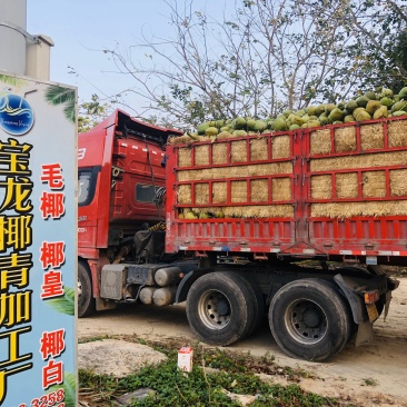 椰子故乡-东郊椰林海南文昌椰子椰青厂家批发
