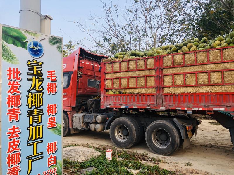 椰子故乡-东郊椰林海南文昌椰子椰青厂家批发