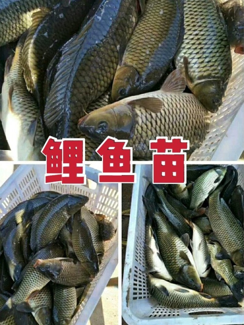 【包成活】鲤鱼〔苗〕提供技术送货上门【全国均有分部】