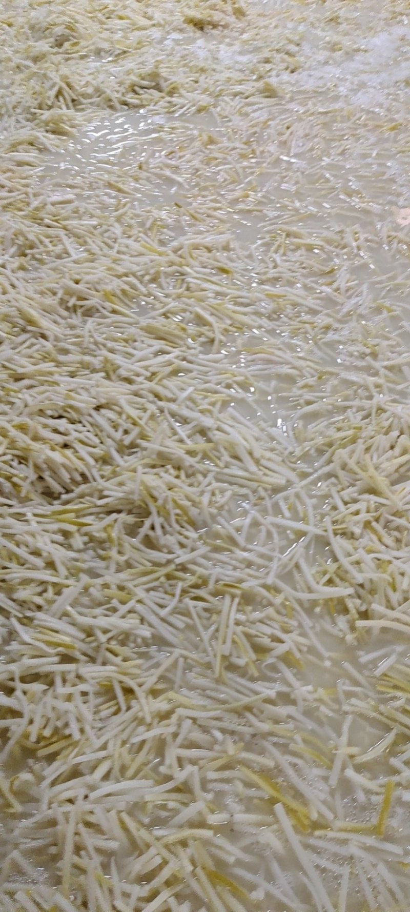 广东省英德市西牛镇麻竹笋，酸笋，盐笋，笋尾