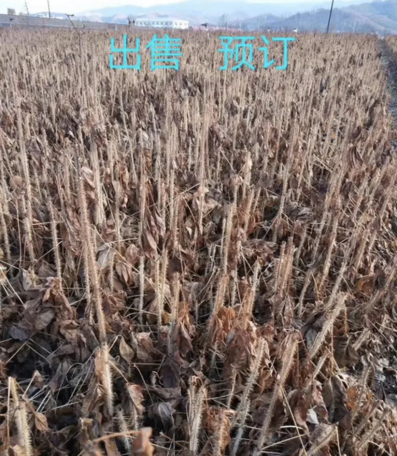 刺五加苗！一年二年三年苗！长梗刺五加苗短梗刺五加苗