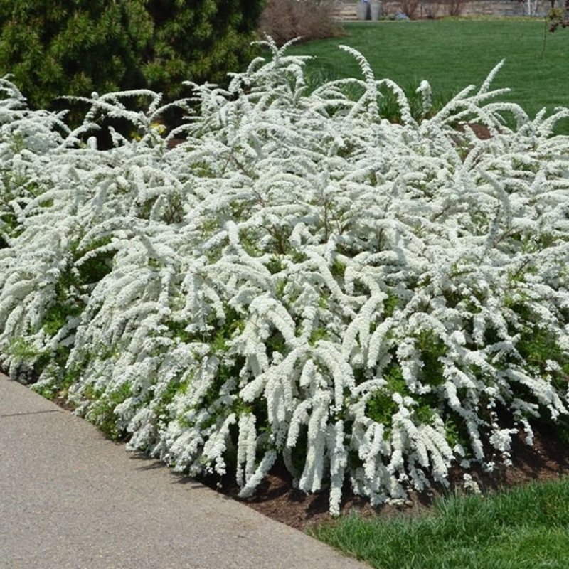 喷雪花树苗珍珠梅雪梅雪柳盆栽地栽庭院绿植