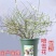 喷雪花树苗珍珠梅雪梅雪柳盆栽地栽庭院绿植