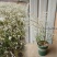 喷雪花树苗珍珠梅雪梅雪柳盆栽地栽庭院绿植