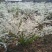 喷雪花树苗珍珠梅雪梅雪柳盆栽地栽庭院绿植