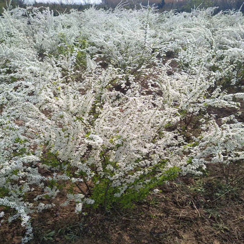 喷雪花树苗珍珠梅雪梅雪柳盆栽地栽庭院绿植