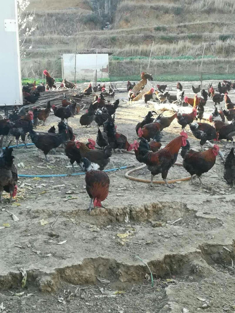 云滇放养纯正玉米虫草土鸡白条真空包装。