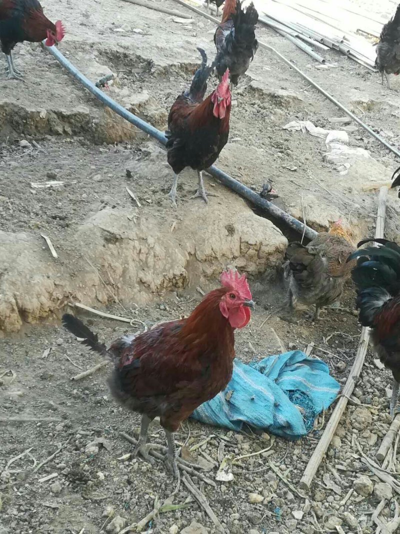 云滇放养纯正玉米虫草土鸡白条真空包装。