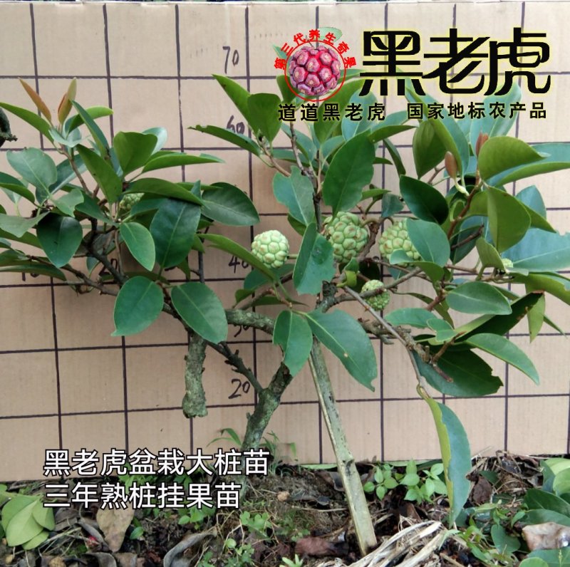 供应1～3年黑老虎苗/布福娜苗/盆栽苗，当年可挂果