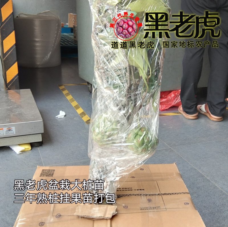 供应1～3年黑老虎苗/布福娜苗/盆栽苗，当年可挂果