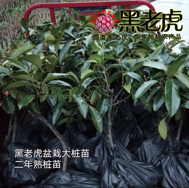 供应1～3年黑老虎苗/布福娜苗/盆栽苗，当年可挂果