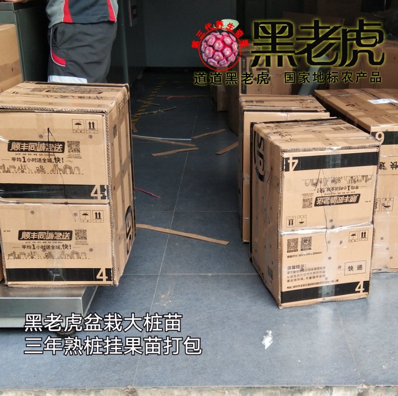 供应1～3年黑老虎苗/布福娜苗/盆栽苗，当年可挂果
