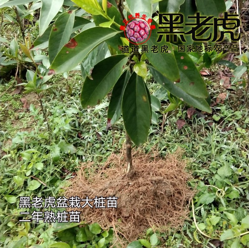 供应1～3年黑老虎苗/布福娜苗/盆栽苗，当年可挂果