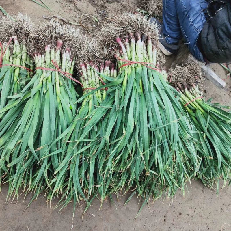徐州丰县蒜苗精品红根蒜苗大量上市基地直发量大价优